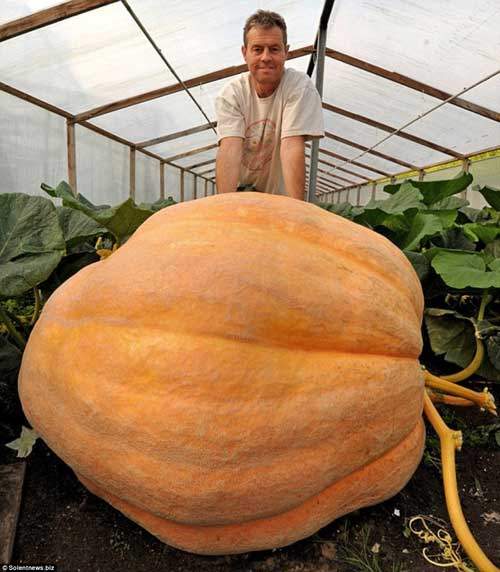Chiêm ngưỡng quả bí ngô khổng lồ nặng 720kg 5