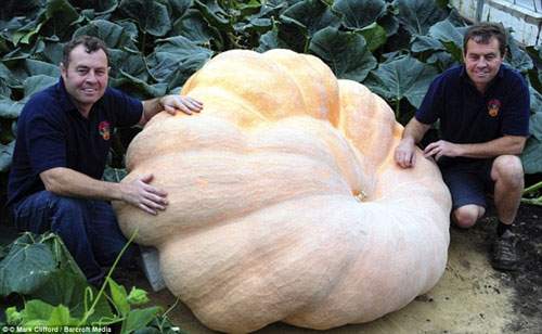 Chiêm ngưỡng quả bí ngô khổng lồ nặng 720kg 4