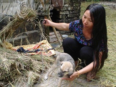 Chuyện lạ ở Bắc Giang: Vật nuôi thi nhau lao đầu vào tường 2