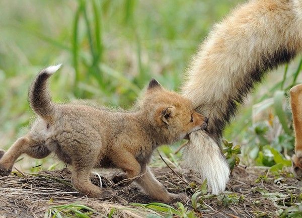 Cảm động ngắm nhìn tình mẫu tử ở thế giới động vật 4