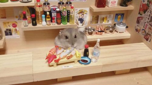 Chú chuột Hamster làm bồi bàn quán bar siêu đáng yêu 5