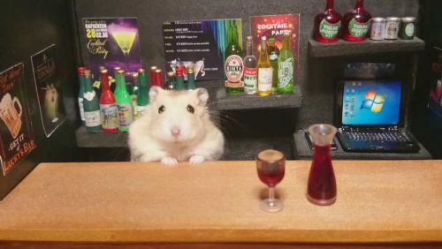 Chú chuột Hamster làm bồi bàn quán bar siêu đáng yêu 2