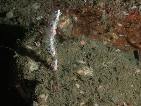 Tìm thấy loài san hô mới ở vùng biển ngoài khơi California 2