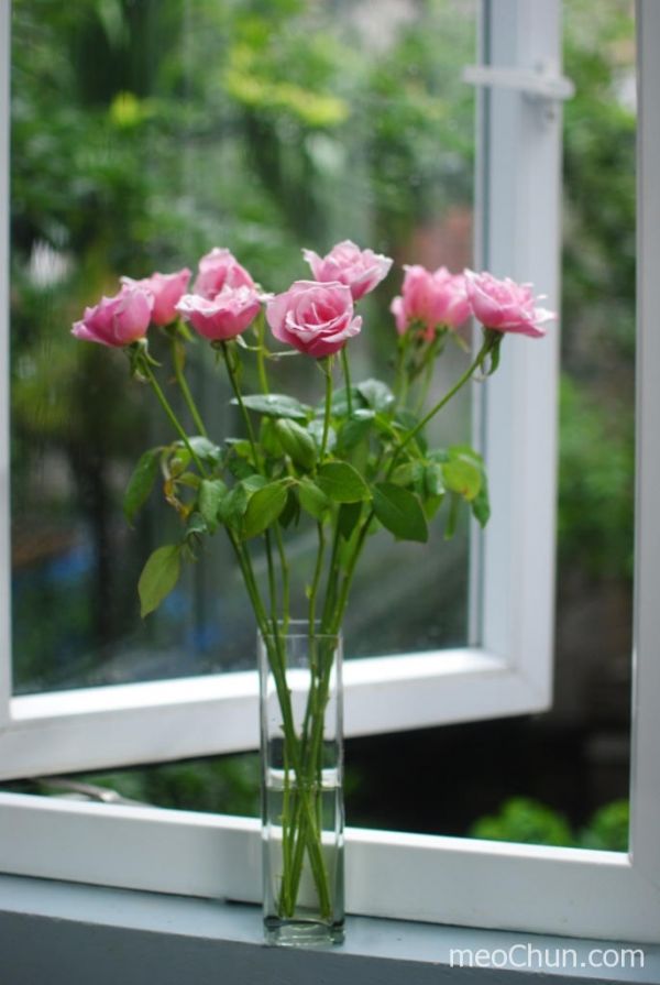 2 cách cắm hoa hồng thơm đẹp nhẹ nhàng 6