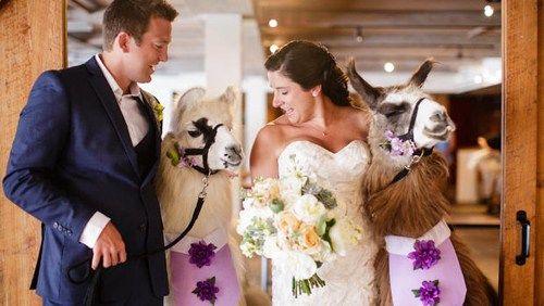 Mời động vật làm “khách” danh dự trong lễ cưới 2