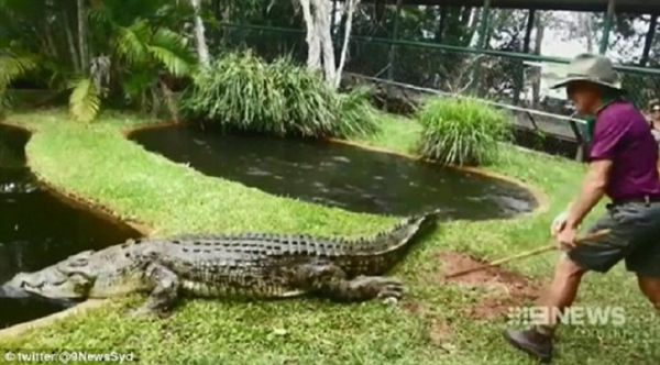 Cá sấu cắn cụt ngón tay, lôi chủ vườn thú xuống nước 4