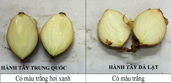 Mẹo giúp phân biệt rau củ quả Trung Quốc và Đà Lạt 3