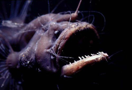 Loài cá quỷ Anglerfish chết sau khi “mây mưa” cùng bạn tình