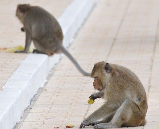 Trộm khỉ lộng hành trong nội ô Tòa thánh Tây Ninh
