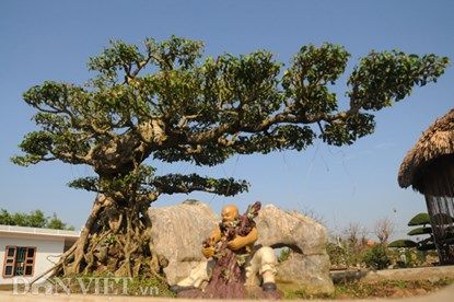 Mục kích vườn cây cảnh bạc tỷ ở Nam Định 2