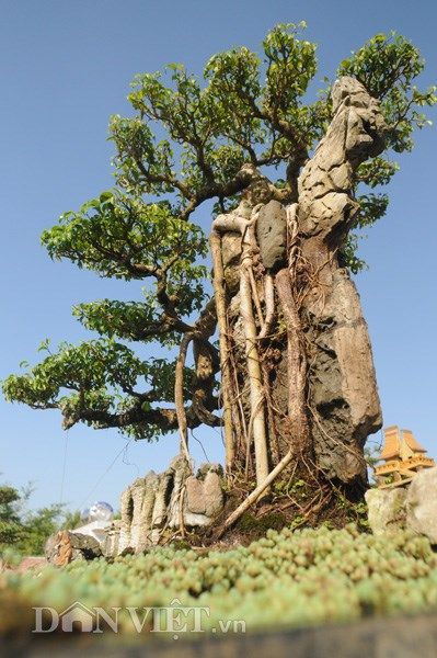Mục kích vườn cây cảnh bạc tỷ ở Nam Định 6