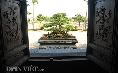 Mục kích vườn cây cảnh bạc tỷ ở Nam Định 12