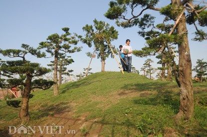 Mục kích vườn cây cảnh bạc tỷ ở Nam Định 10