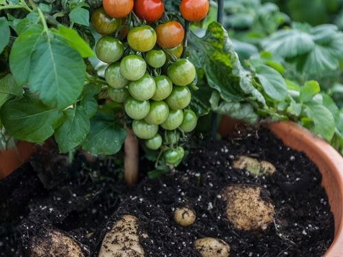 Trồng cà chua gốc khoai tây cho 500 trái một mùa 4