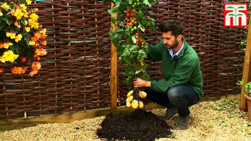Trồng cà chua gốc khoai tây cho 500 trái một mùa 2