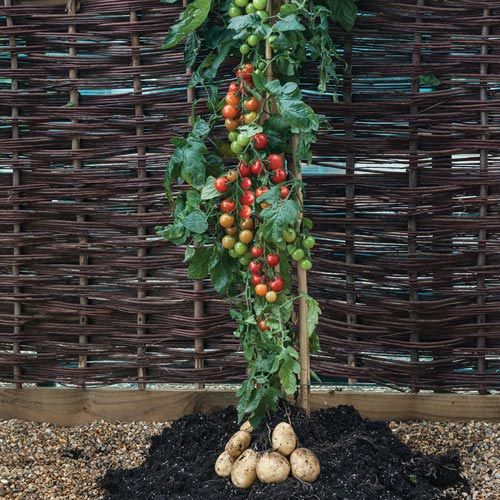 Trồng cà chua gốc khoai tây cho 500 trái một mùa 5