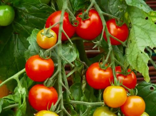 Trồng cà chua gốc khoai tây cho 500 trái một mùa 3