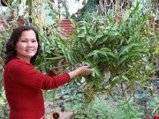 Mục sở thị vườn lan rừng vô giá của cô giáo Hà Nội