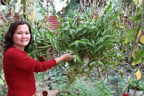 Mục sở thị vườn lan rừng vô giá của cô giáo Hà Nội 18