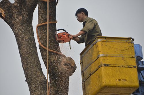 Chùm ảnh: Hàng loạt “lão” xà cừ ở Hà Nội bị đốn hạ 33