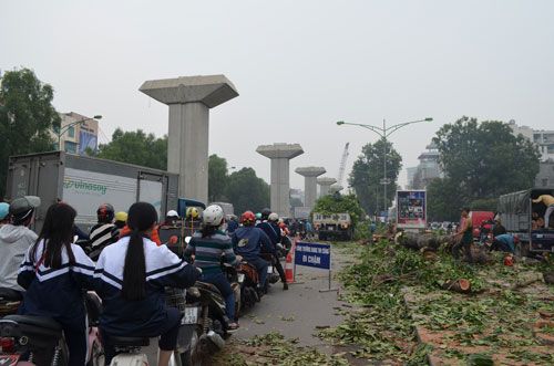 HN tiếp tục chặt gần 150 cây xà cừ tuyến Nguyễn Trãi-Trần Phú 6