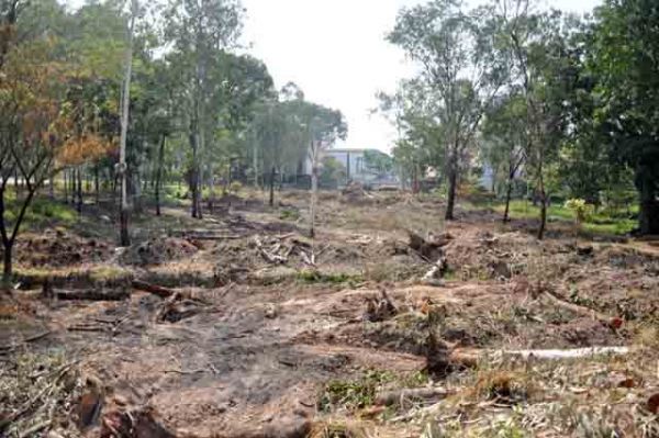 Hơn 100 cây xanh bị hạ, người Sài Gòn ngậm ngùi 51