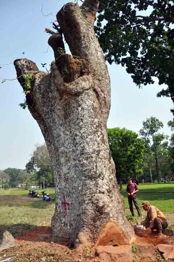 Hơn 100 cây xanh bị hạ, người Sài Gòn ngậm ngùi 36