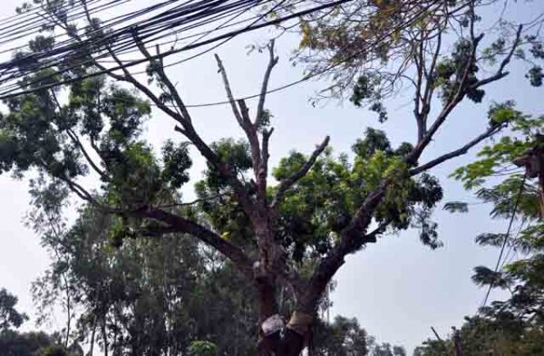 Hơn 100 cây xanh bị hạ, người Sài Gòn ngậm ngùi 63
