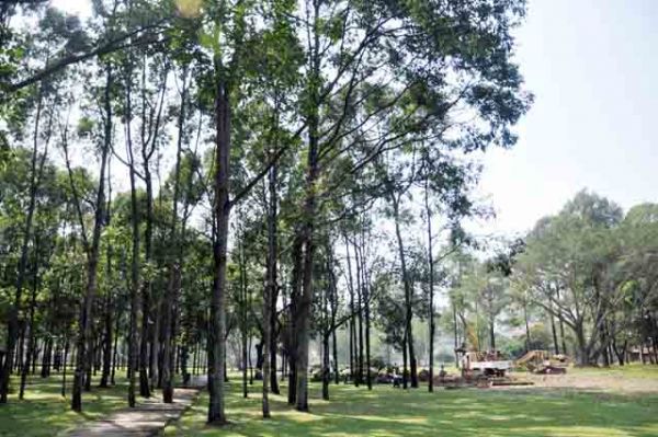 Hơn 100 cây xanh bị hạ, người Sài Gòn ngậm ngùi 6