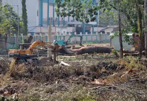 Hơn 100 cây xanh bị hạ, người Sài Gòn ngậm ngùi 21