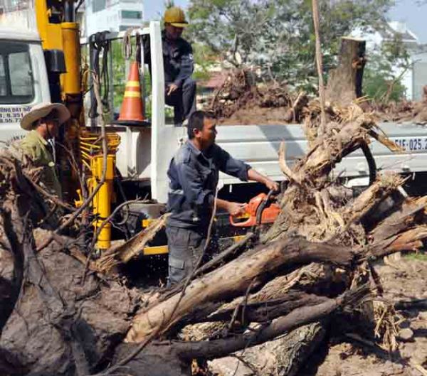 Hơn 100 cây xanh bị hạ, người Sài Gòn ngậm ngùi 15