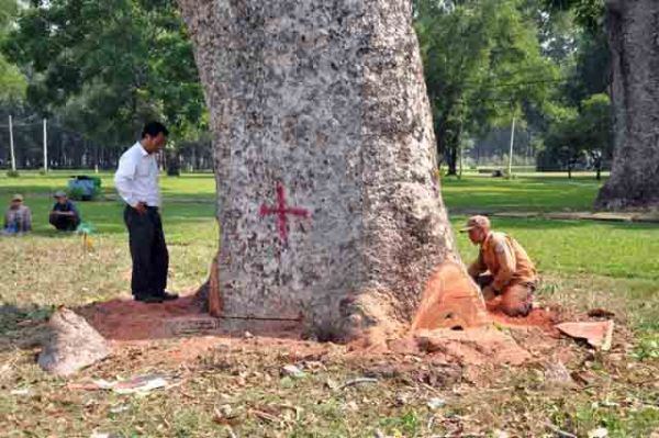 Hơn 100 cây xanh bị hạ, người Sài Gòn ngậm ngùi 3