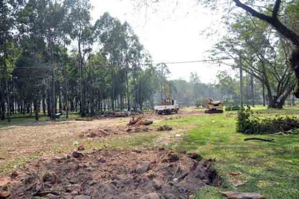 Hơn 100 cây xanh bị hạ, người Sài Gòn ngậm ngùi 54