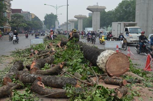HN tiếp tục chặt gần 150 cây xà cừ tuyến Nguyễn Trãi-Trần Phú 3