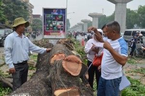 HN tiếp tục chặt gần 150 cây xà cừ tuyến Nguyễn Trãi-Trần Phú