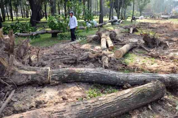 Hơn 100 cây xanh bị hạ, người Sài Gòn ngậm ngùi 9