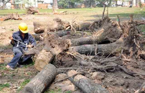 Hơn 100 cây xanh bị hạ, người Sài Gòn ngậm ngùi 39