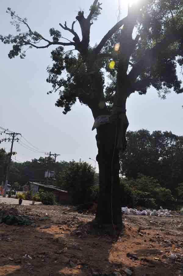 Hơn 100 cây xanh bị hạ, người Sài Gòn ngậm ngùi 60