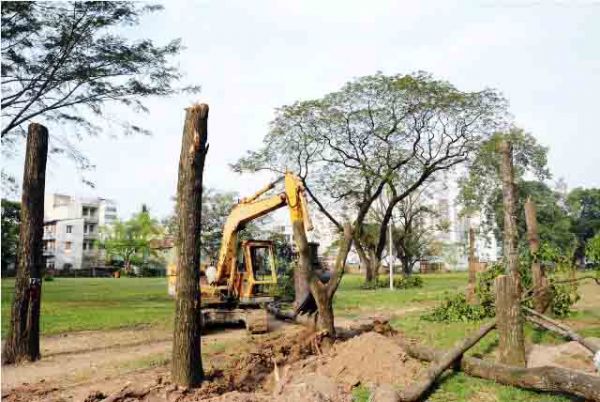 Hơn 100 cây xanh bị hạ, người Sài Gòn ngậm ngùi 24