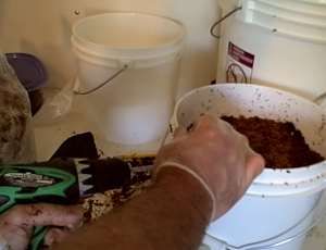 2 tuần trồng nấm sạch lên vùn vụt bằng bã cà phê 21