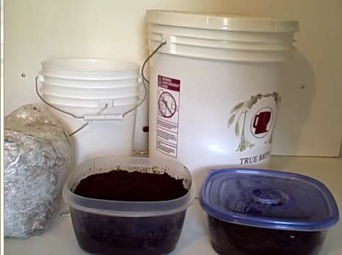 2 tuần trồng nấm sạch lên vùn vụt bằng bã cà phê 3