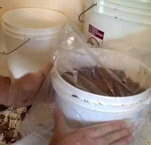 2 tuần trồng nấm sạch lên vùn vụt bằng bã cà phê 24
