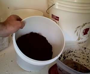 2 tuần trồng nấm sạch lên vùn vụt bằng bã cà phê 9