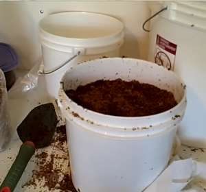 2 tuần trồng nấm sạch lên vùn vụt bằng bã cà phê 18