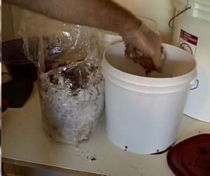 2 tuần trồng nấm sạch lên vùn vụt bằng bã cà phê 15