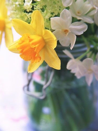 5 cách cắm hoa thủy tiên vàng đẹp để bày trong ngày Tết 3