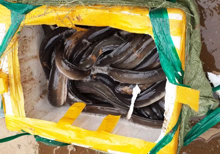 Bắt giữ 6 tấn hải sản tuồn từ Trung Quốc vào Việt Nam tiêu thụ 2