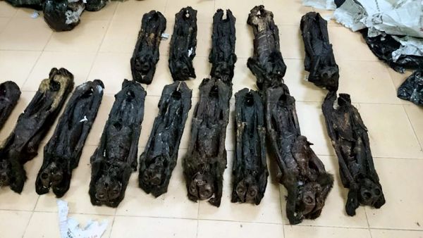 Hà Nội: Phát hiện 20 cá thể linh trưởng sấy khô trên xe khách 2