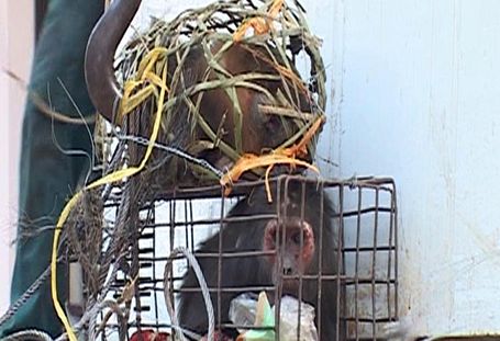 “Đột nhập” cơ sở kinh doanh bắt 50 cá thể khỉ 2