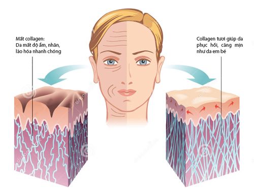Trẻ hóa da nhờ collagen tươi 2
